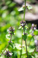 (c) Pluto Hooper, some rights reserved (CC BY) Stachys arvensis, photograph (c) Pluto Hooper, some rights reserved (CC BY)