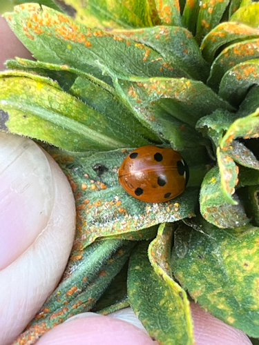 Seven-spotted Lady Beetle