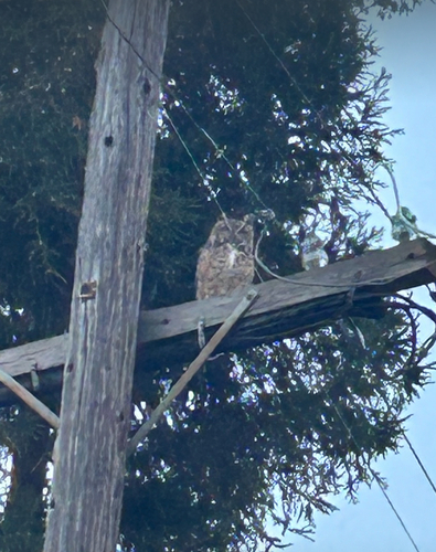 Great Horned Owl