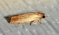 Eucosma radiatana
