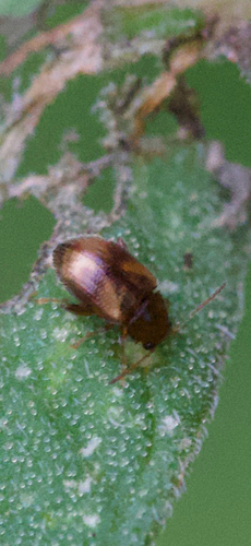 Tobacco Flea Beetle