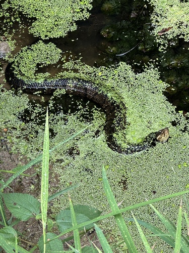 Northern Cottonmouth