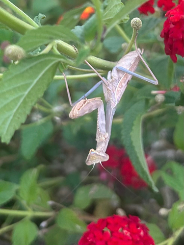 Arizona Mantis