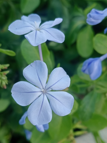 blue plumbago