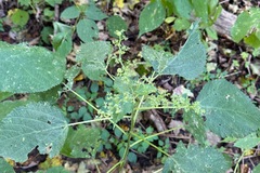 Laportea canadensis, photograph (c) Cole Wolf, some rights reserved (CC BY)