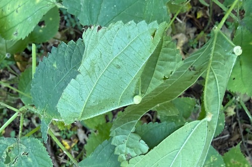 Laportea canadensis, photograph 3