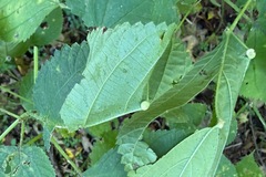 Laportea canadensis, photograph (c) Cole Wolf, some rights reserved (CC BY)