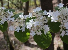 Viburnum furcatum
