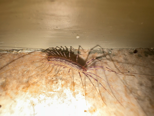 House Centipede