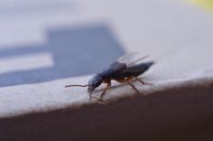 Dinothenarus badipes