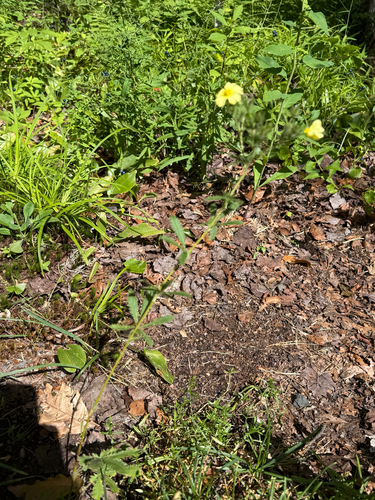Potentilla recta, photograph 4