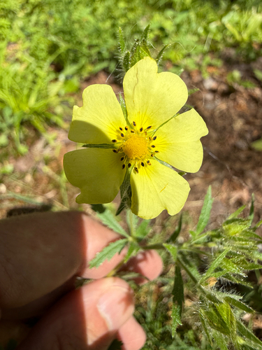 Potentilla recta, photograph 6