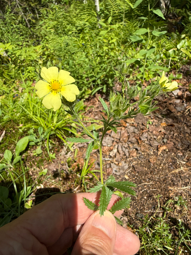 Potentilla recta, photograph 5