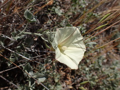 Calystegia malacophylla