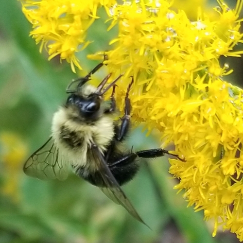 Common Eastern Bumble Bee
