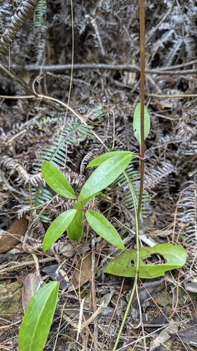 Clematis crassifolia