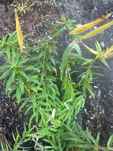 butterfly milkweed