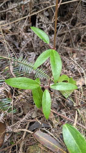Clematis crassifolia, photograph 2
