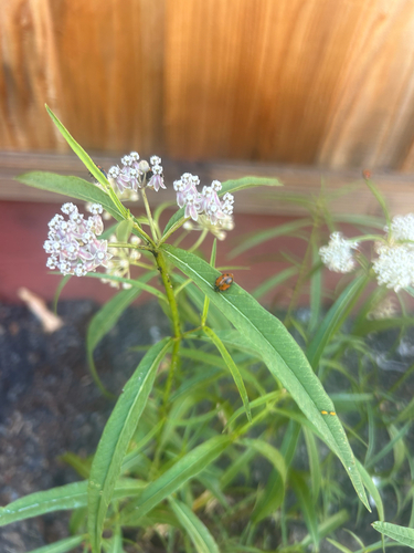 narrowleaf milkweed