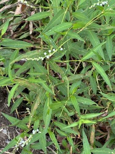 Dotted Smartweed