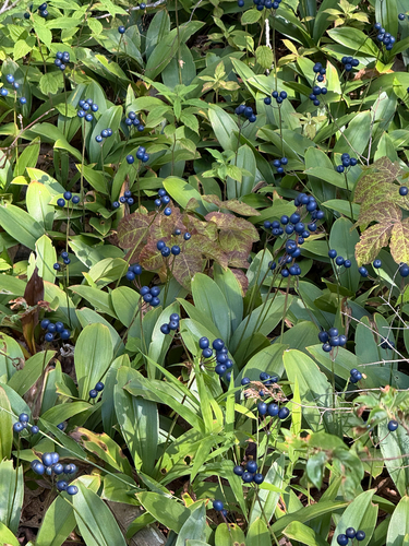 Clintonia borealis, photograph 1