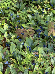 Clintonia borealis, photograph (c) Patrice Dupont, some rights reserved (CC BY)