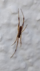 Episinus angulatus