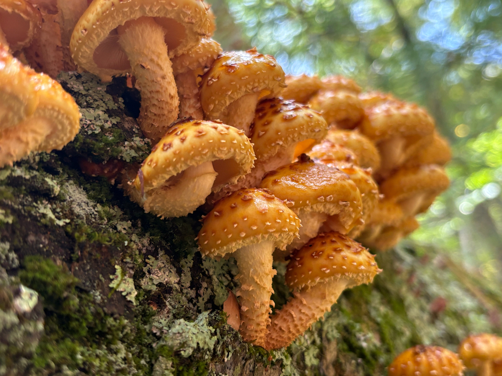Golden Pholiota · September 2026 · photo: Photo: (c) delognut, some rights reserved (CC BY) · iNaturalist