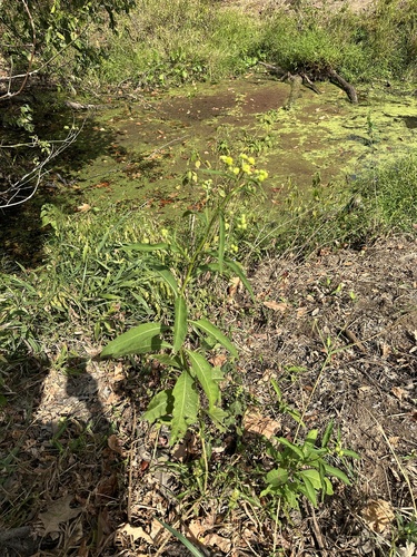Wingstem