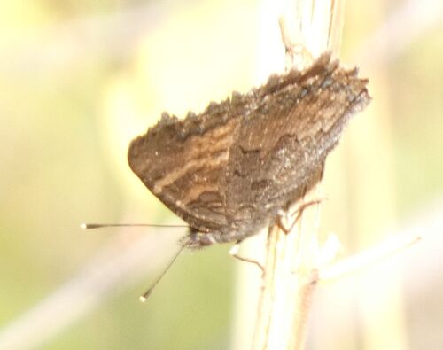 California Tortoiseshell