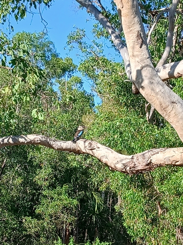 Blue-winged Kookaburra