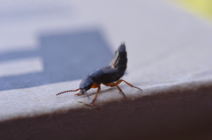 Dinothenarus badipes