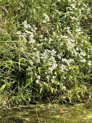 climbing hempvine