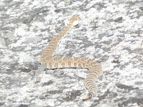 Northern Pacific Rattlesnake