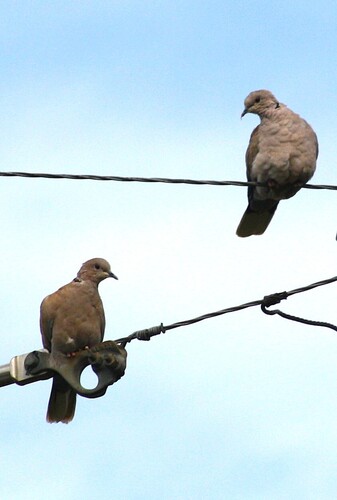 Eurasian Collared-Dove