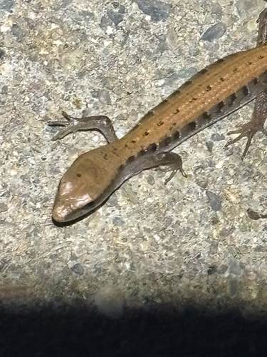 Southern Alligator Lizard