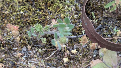 Medicago minima observed 2026-09-20