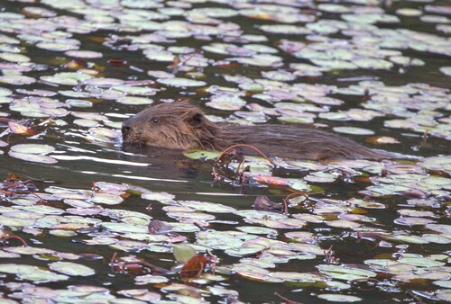 American Beaver