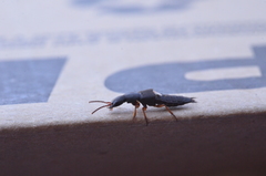 Dinothenarus badipes