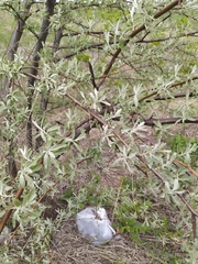 Elaeagnus angustifolia