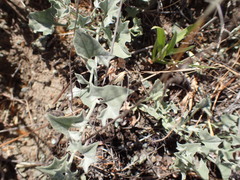 Calystegia malacophylla