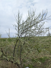 Elaeagnus angustifolia