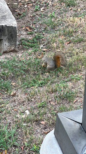 Eastern Fox Squirrel