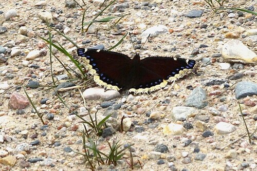 Mourning Cloak