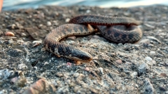 Clonophis kirtlandii