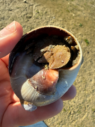 Flat-clawed Hermit Crab