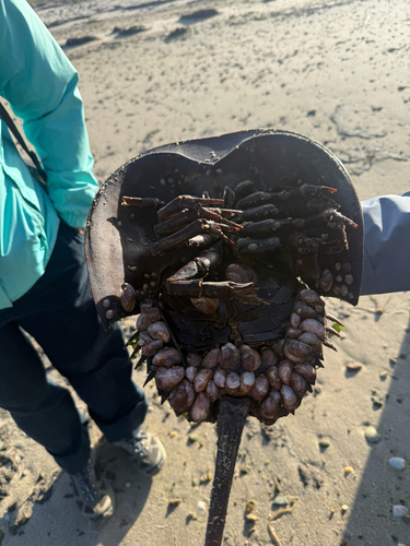 Atlantic Horseshoe Crab