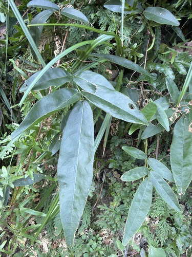 Wisteriopsis reticulata observed 2026-09-24
