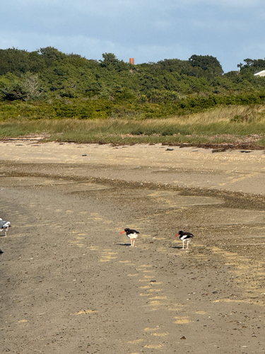 American Oystercatcher