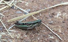 Spathosternum prasiniferum